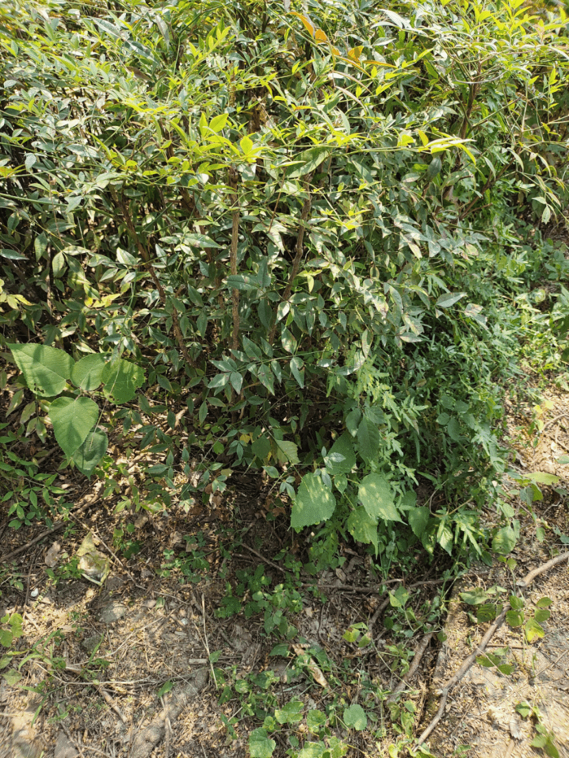 南天竹Nandina domestica Thunb.