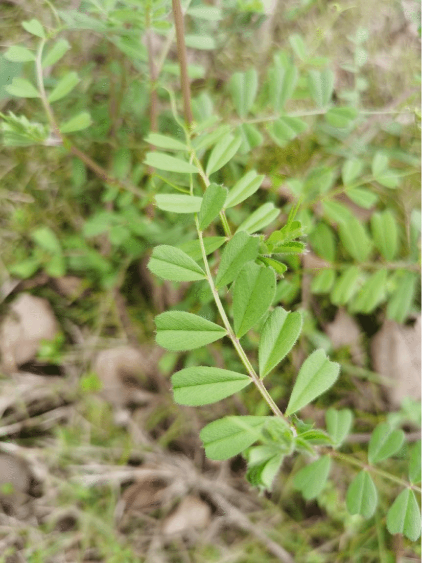 大豆Glycine max (L.) Merr.