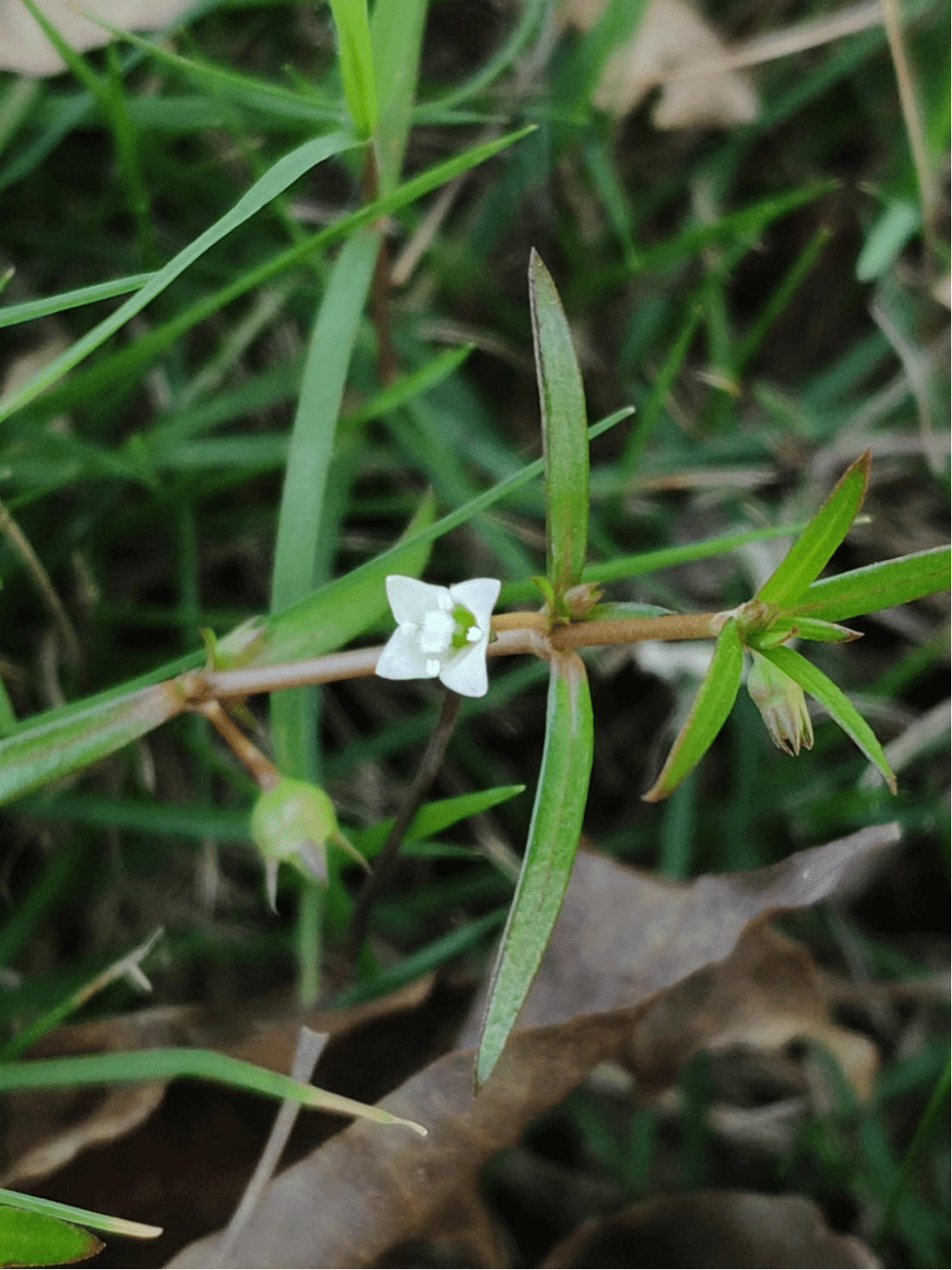 白花蛇舌草Scleromitrion diffusum (Willd.) R. J. Wang