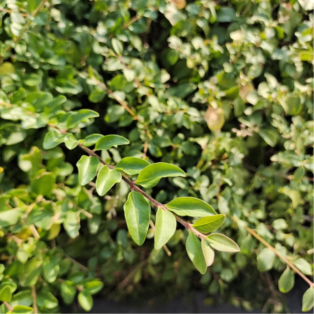 小蜡Ligustrum sinense Lour.