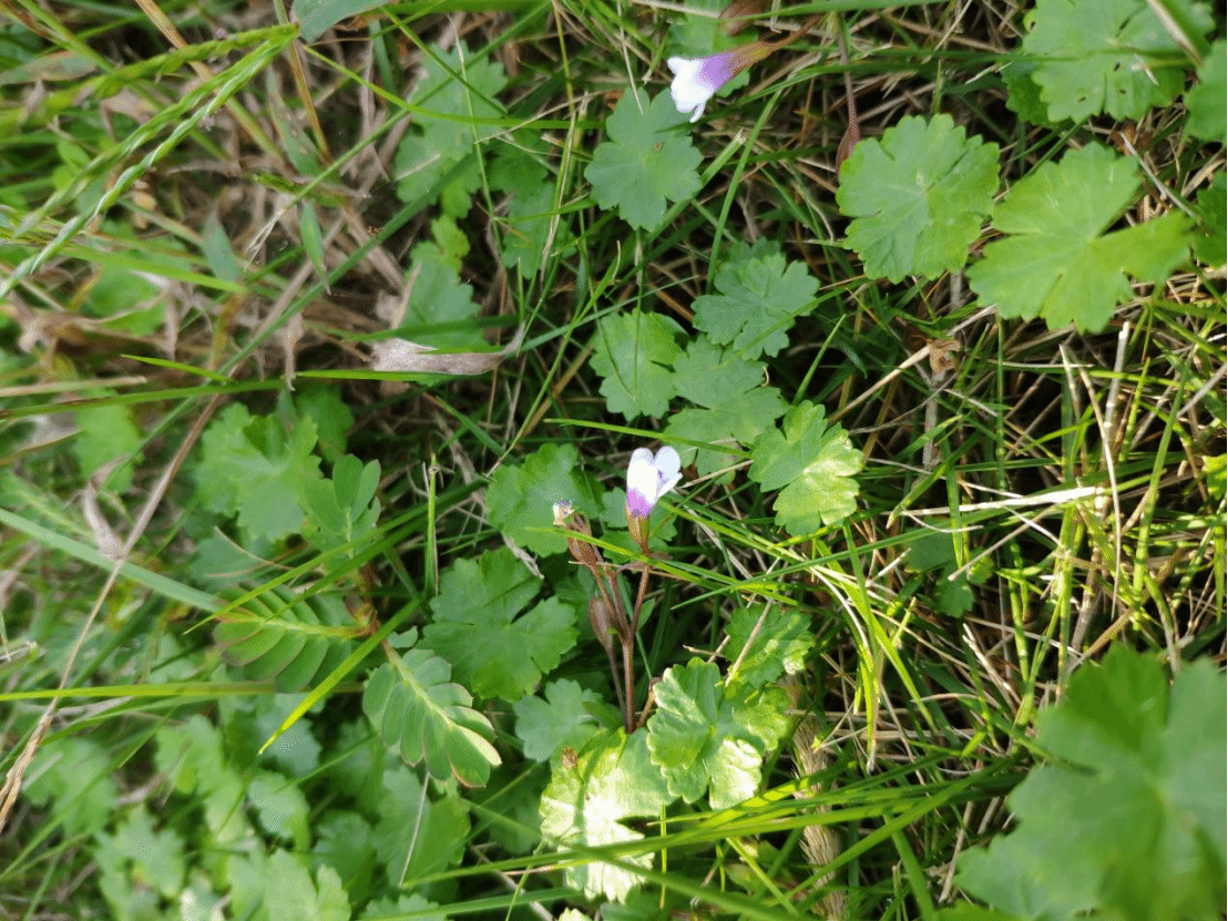 母草Lindernia crustacea (L.) F. Muell.