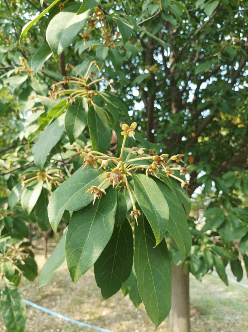 猴欢喜Sloanea sinensis (Hance) Hemsl.