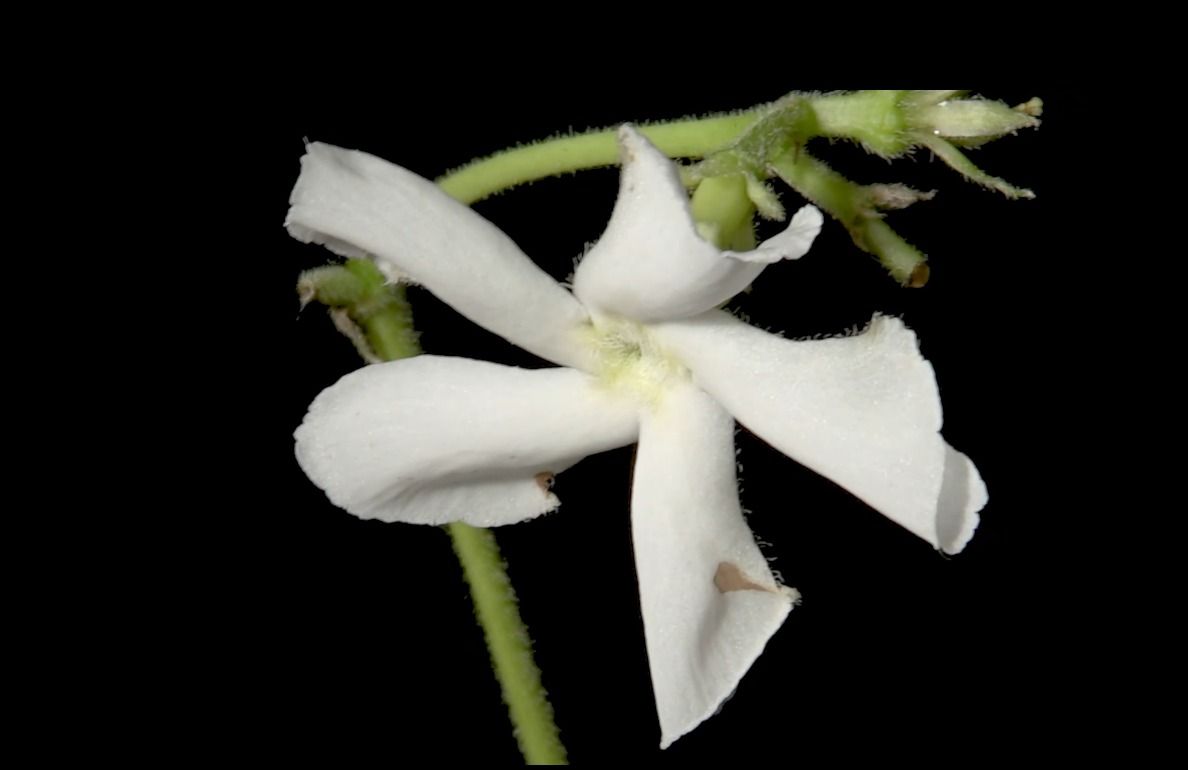 风车茉莉Trachelospermum jasminoides.