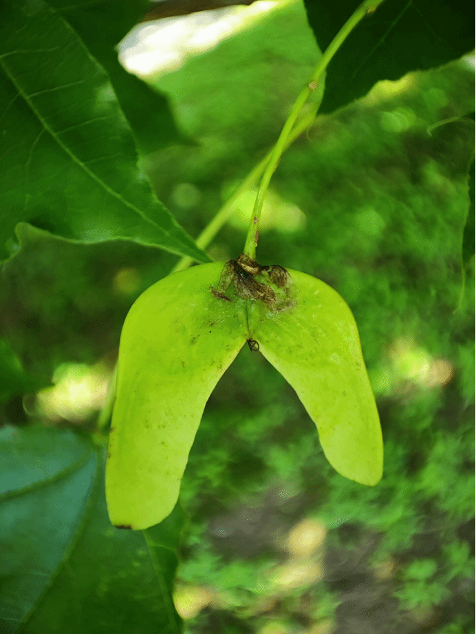 五角槭Acer pictum subsp. mono (Maxim.) Ohashi