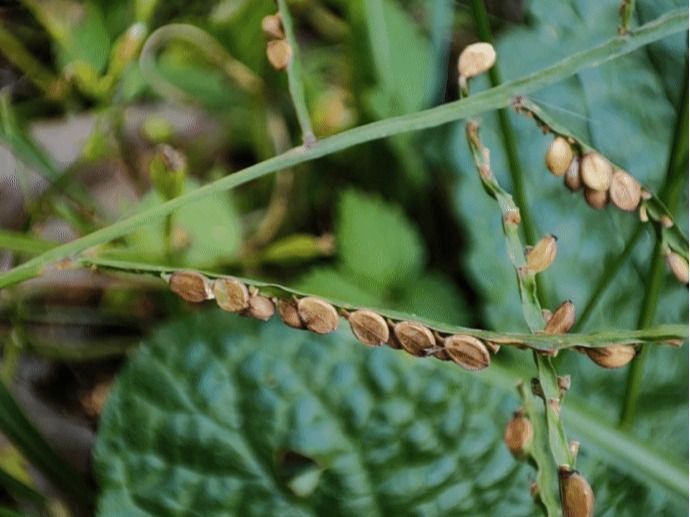 显子草Phaenosperma globosum Munro ex Benth.
