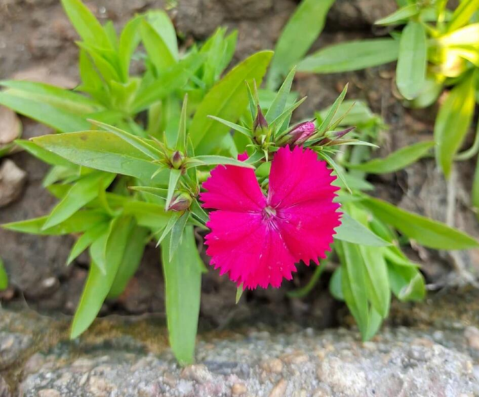 须苞石竹Dianthus barbatus L.