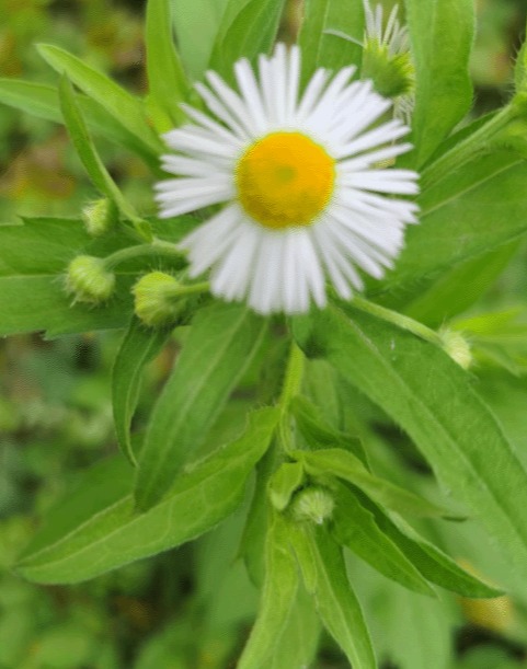 一年蓬Erigeron annuus (L.) Pers
