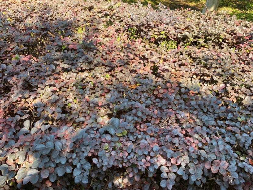 檵木Loropetalum chinense (R. Br.) Oliv.