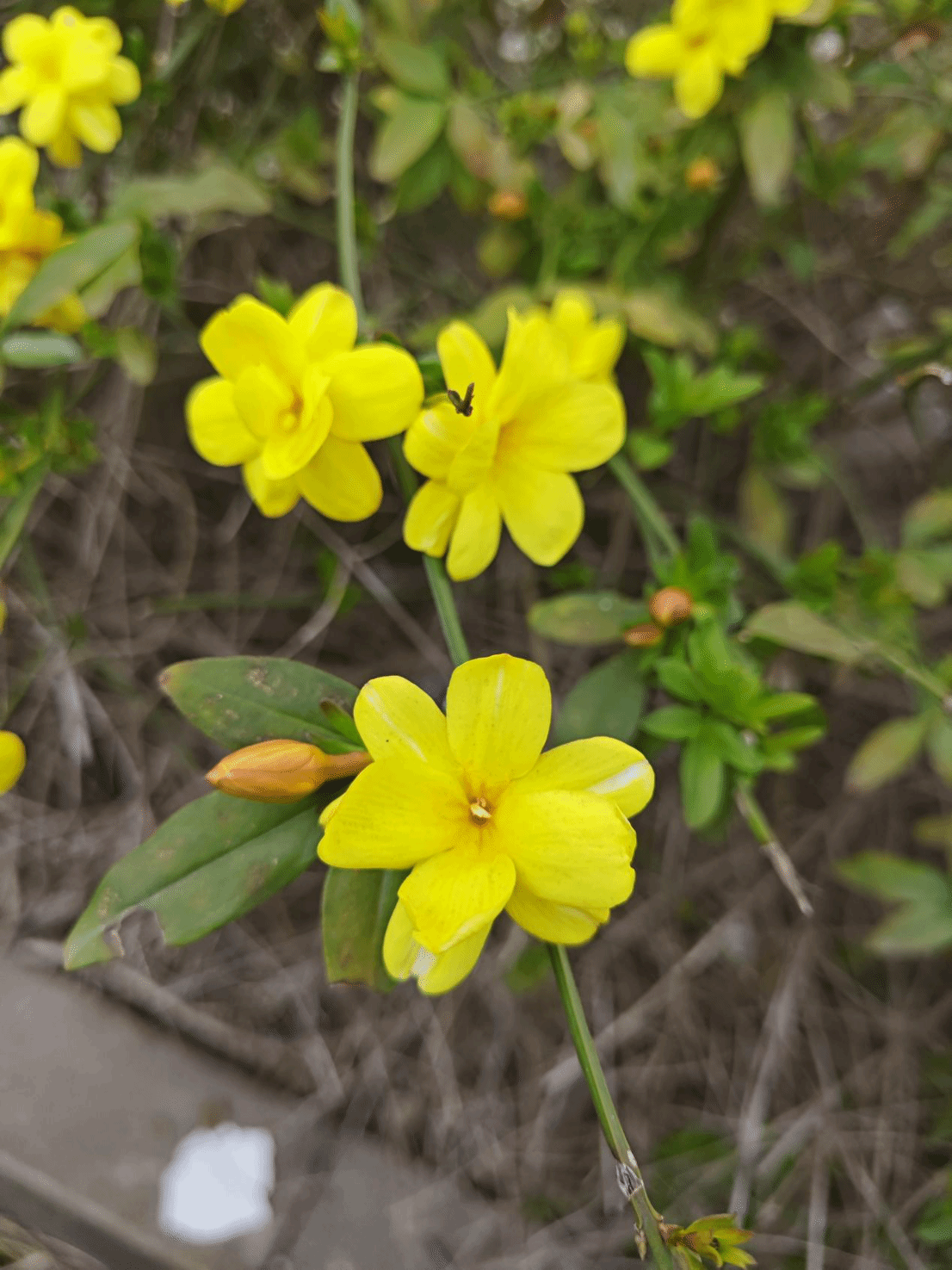 迎春花Jasminum nudiflorum Lindl.