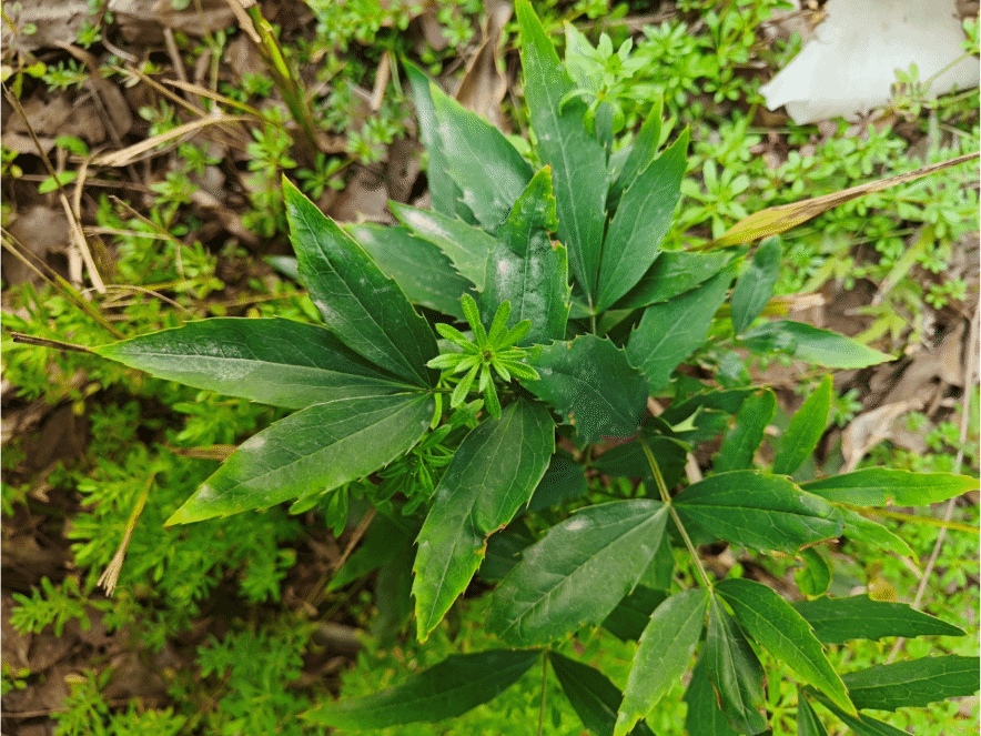 十大功劳Mahonia fortunei (Lindl.) Fedde