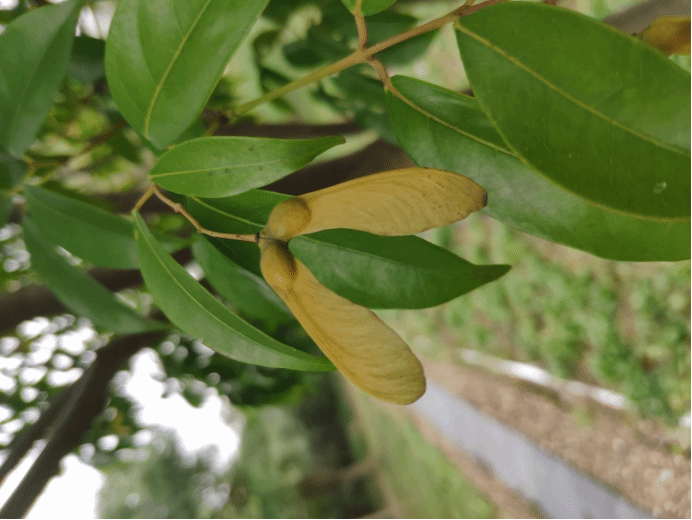 罗浮槭Acer fabri Hance