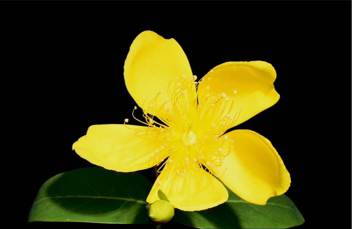 金丝桃Hypericum monogynum L.