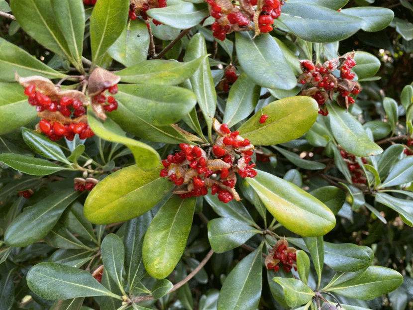 海桐Pittosporum tobira (Thunb.) W. T. Aiton