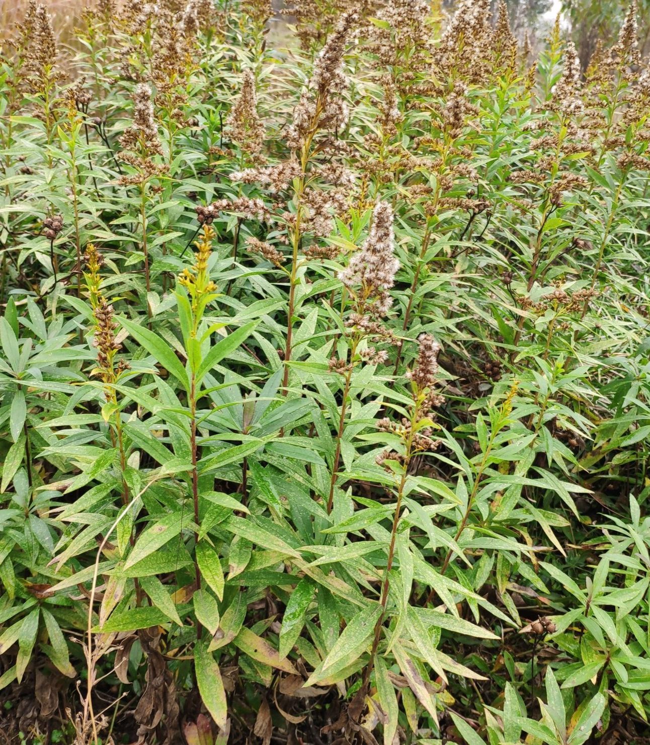 一枝黄花Solidago decurrens Lour