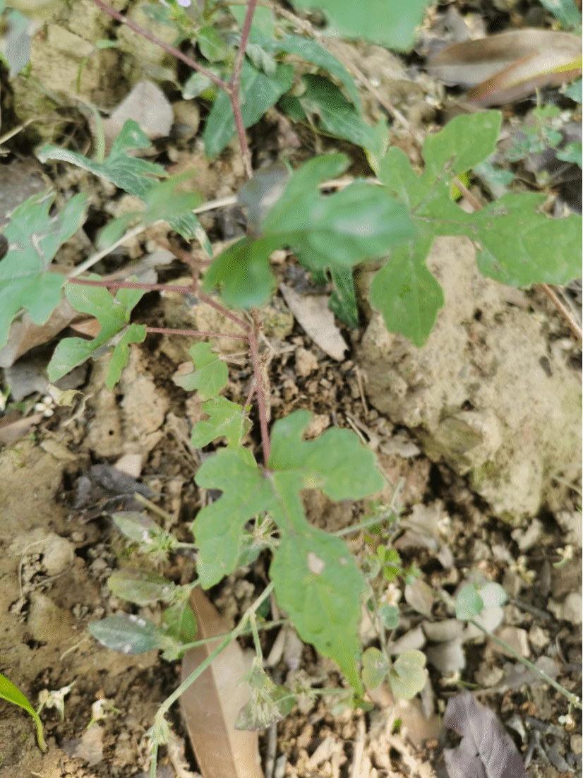 蘡薁Vitis bryoniifolia Bunge