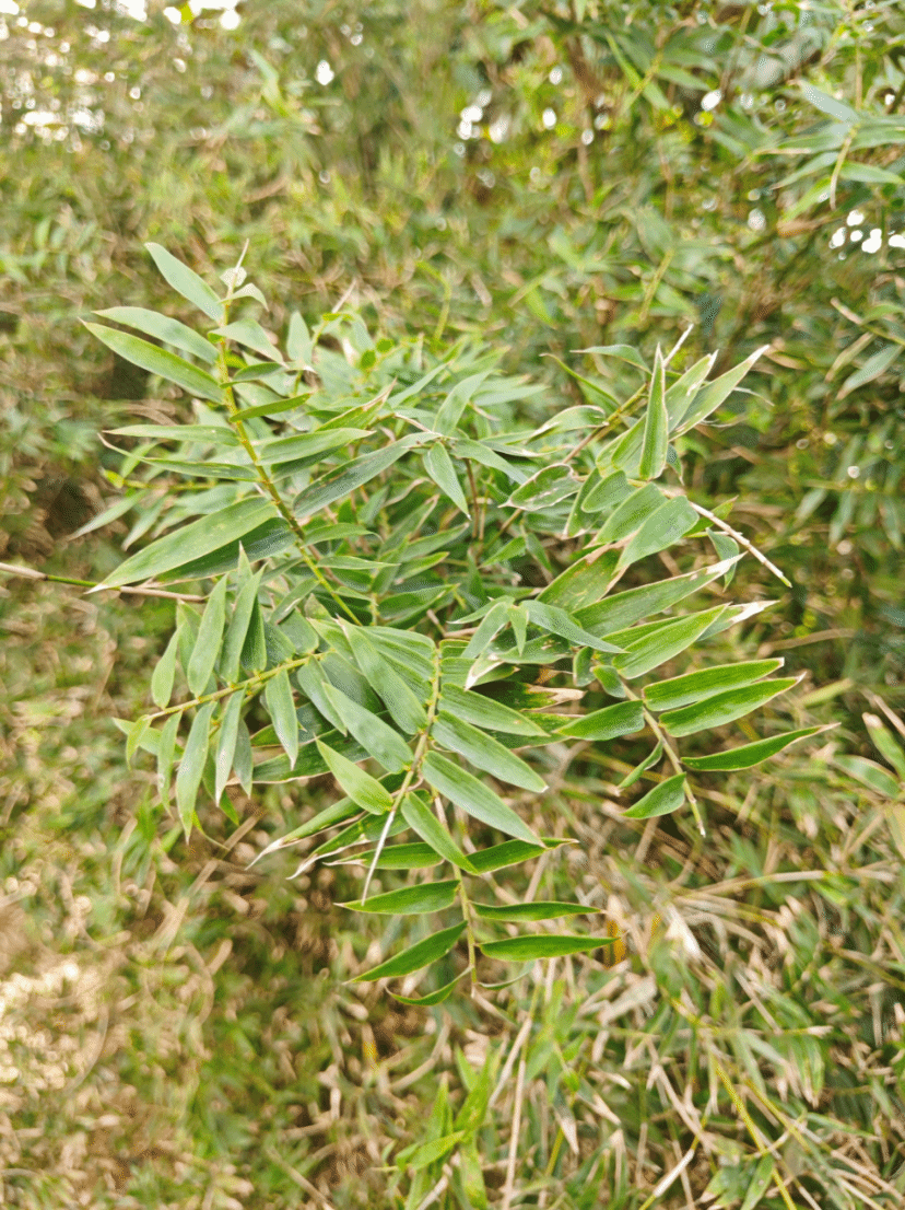 凤尾竹Bambusa multiplex f. fernleaf (R. A. Young) T. P. Yi
