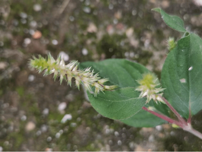 牛膝Achyranthes bidentata Blume