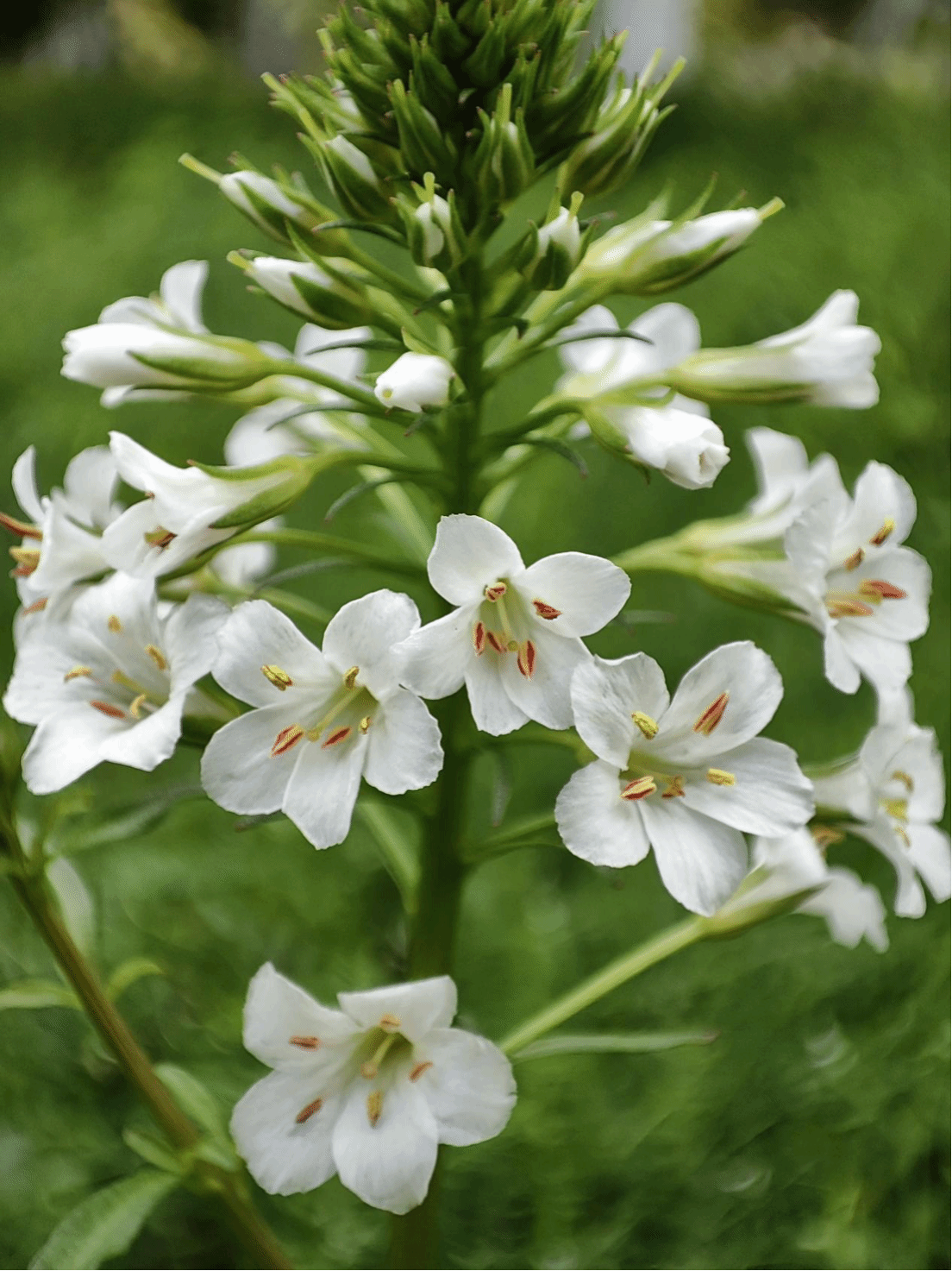 泽珍珠菜Lysimachia candida Lindl.
