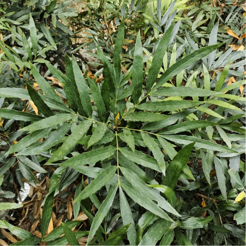 小叶十大功劳Mahonia microphylla T. S. Ying & G. R. Long