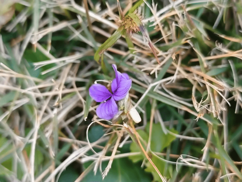 紫花地丁Viola philippica Cav.