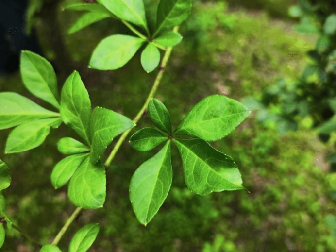 刺五加Eleutherococcus senticosus (Rupr. & Maxim.) Maxim.