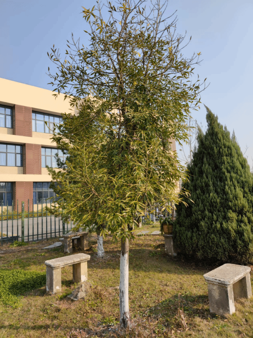 竹柏Nageia nagi (Thunb.) Kuntze