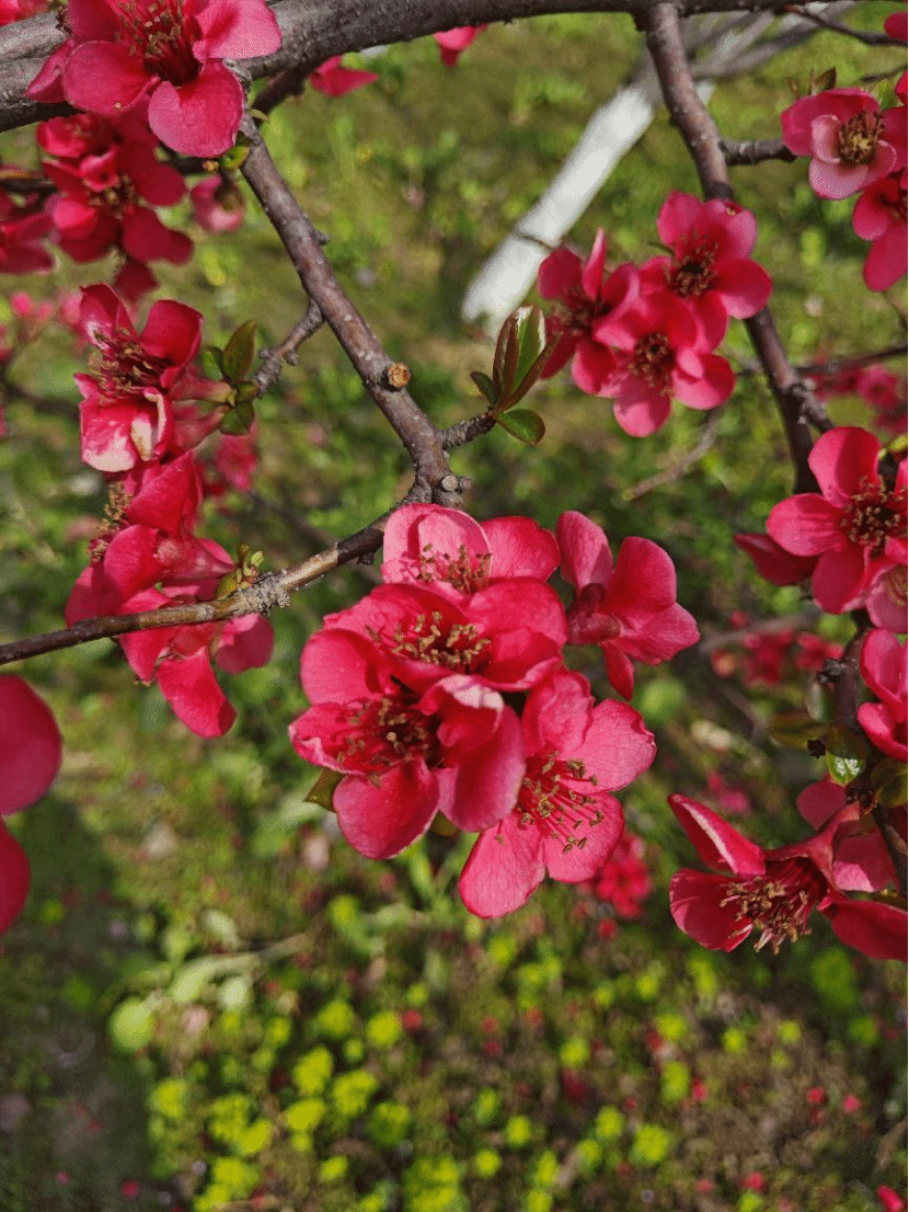 贴梗海棠Chaenomeles speciosa (Sweet) Nakai
