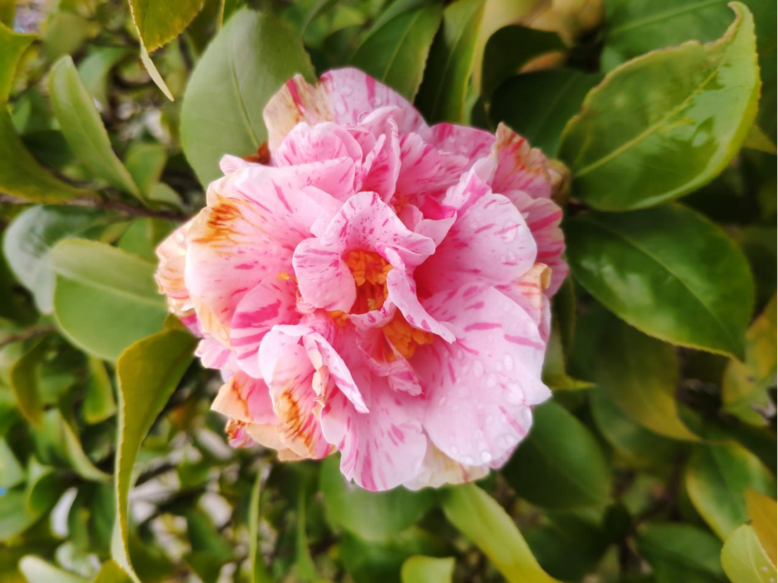 山茶Camellia japonica L.
