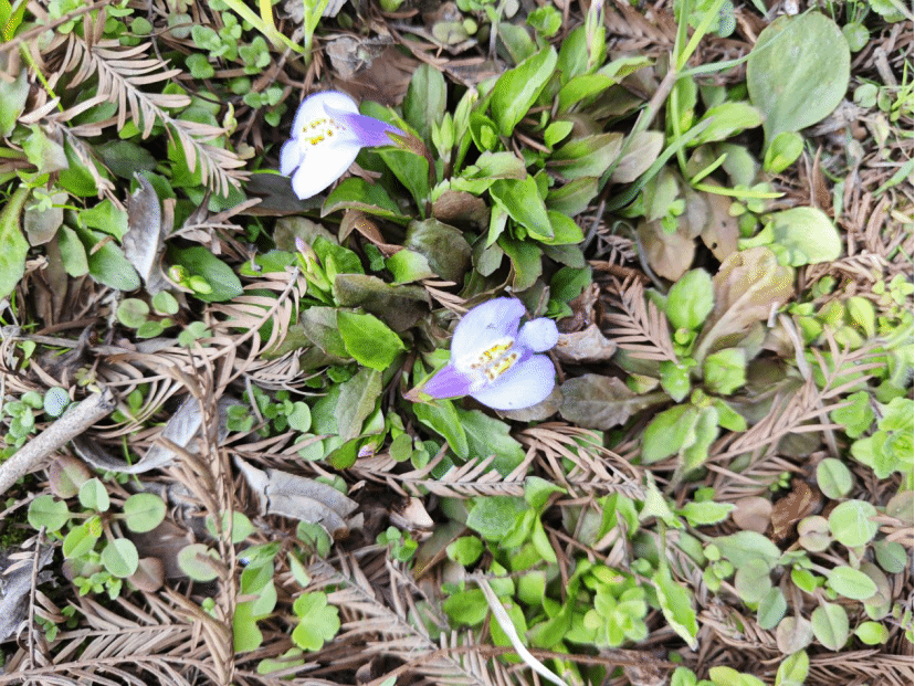 通泉草Mazus pumilus (Burm. f.) Steenis