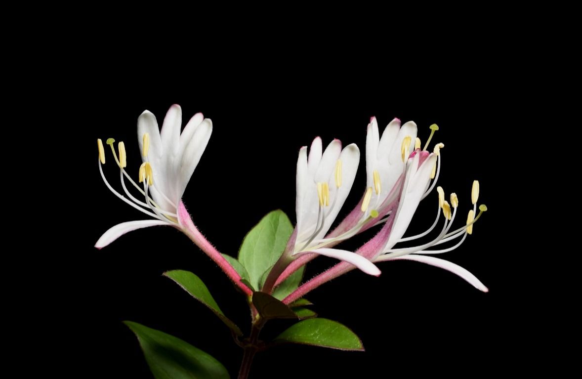 金银花Lonicera japonica Thunb.
