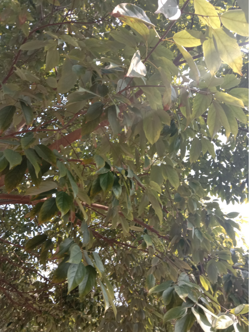 半枫荷Semiliquidambar cathayensis H. T. Chang