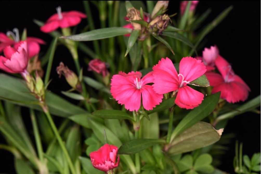 石竹Dianthus chinensis L.