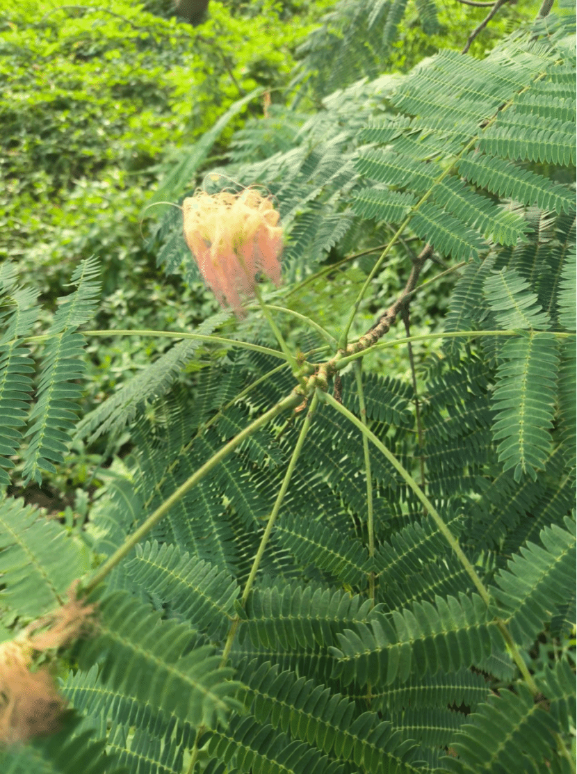 合欢Albizia julibrissin Durazz.