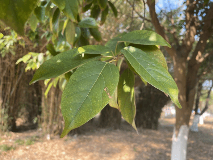 樟叶槭Acer coriaceifolium H. Lév.