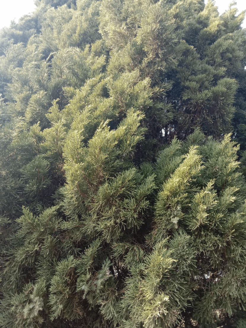 叉子圆柏Juniperus sabina L