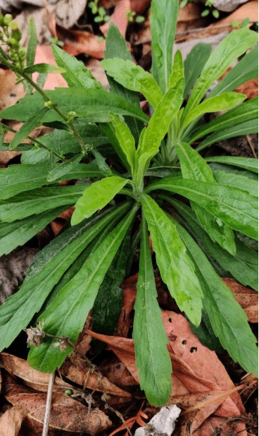 苏门白酒草Erigeron sumatrensis Retz