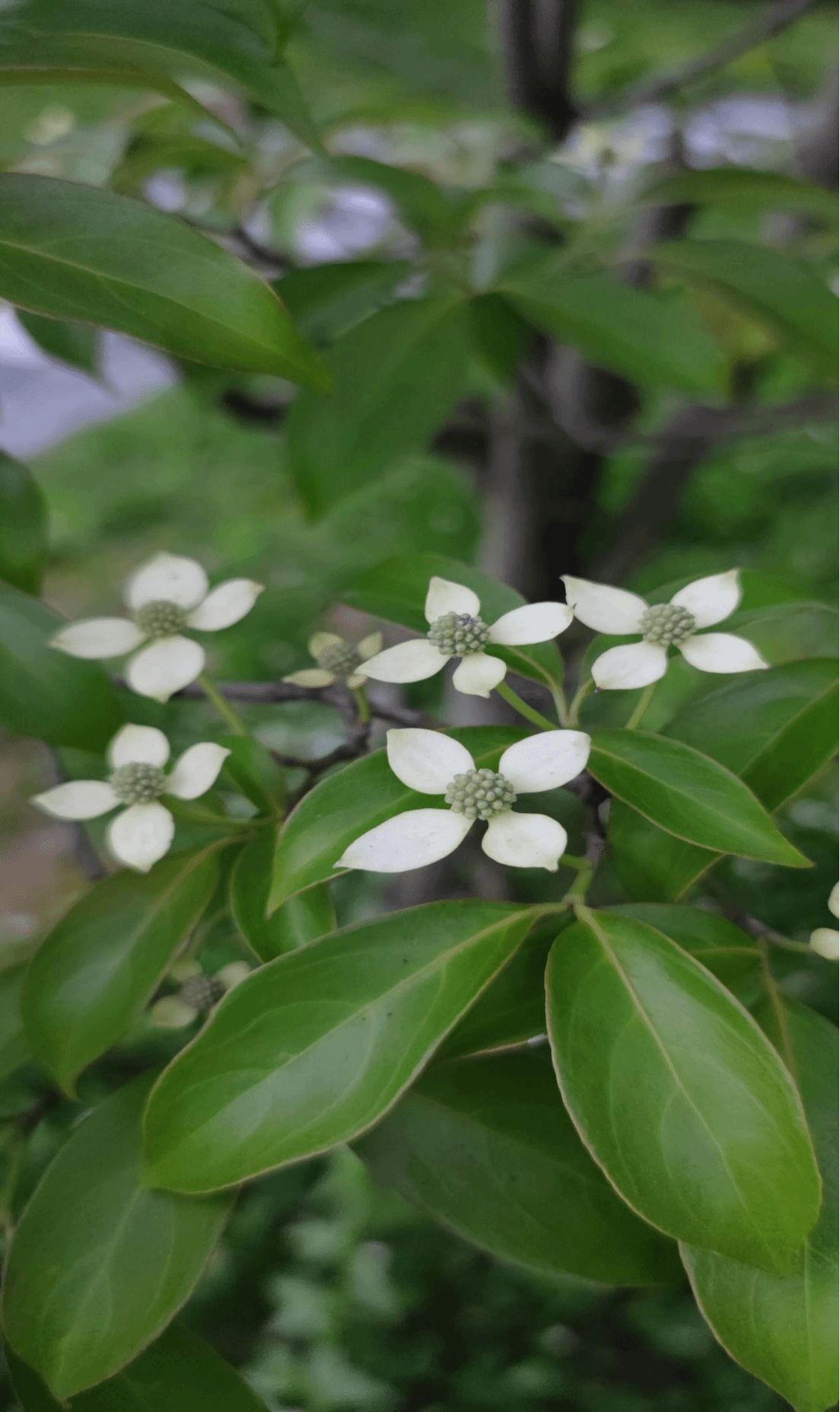 四照花Cornus kousa subsp. chinensis (Osborn) Q. Y. Xiang