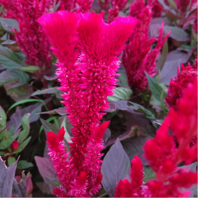 鸡冠花Celosia cristata L.