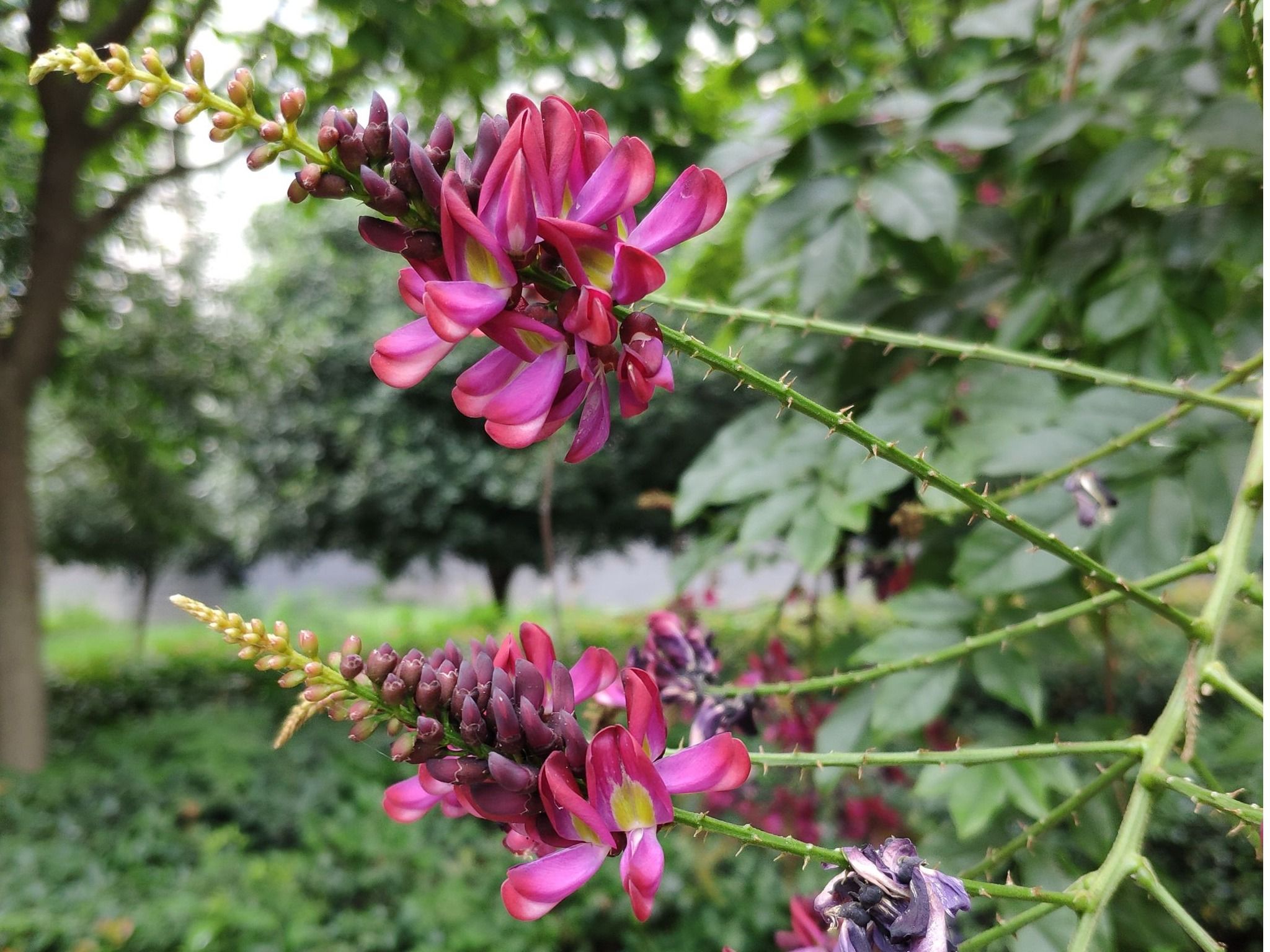 网络夏藤Wisteriopsis reticulata (Benth.) J. Compton & Schrire