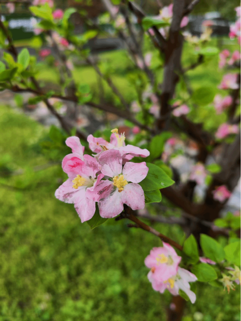 西府海棠Malus × micromalus Makino