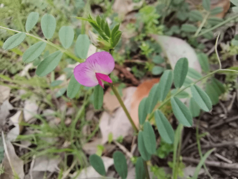 野豌豆Vicia sepium L.