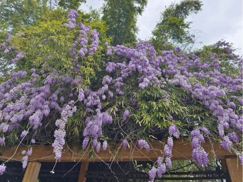 紫藤Wisteria sinensis (Sims) Sweet