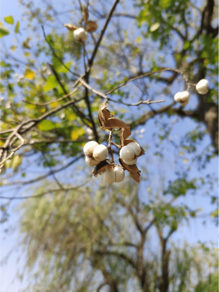 乌桕Triadica sebifera (L.) Small