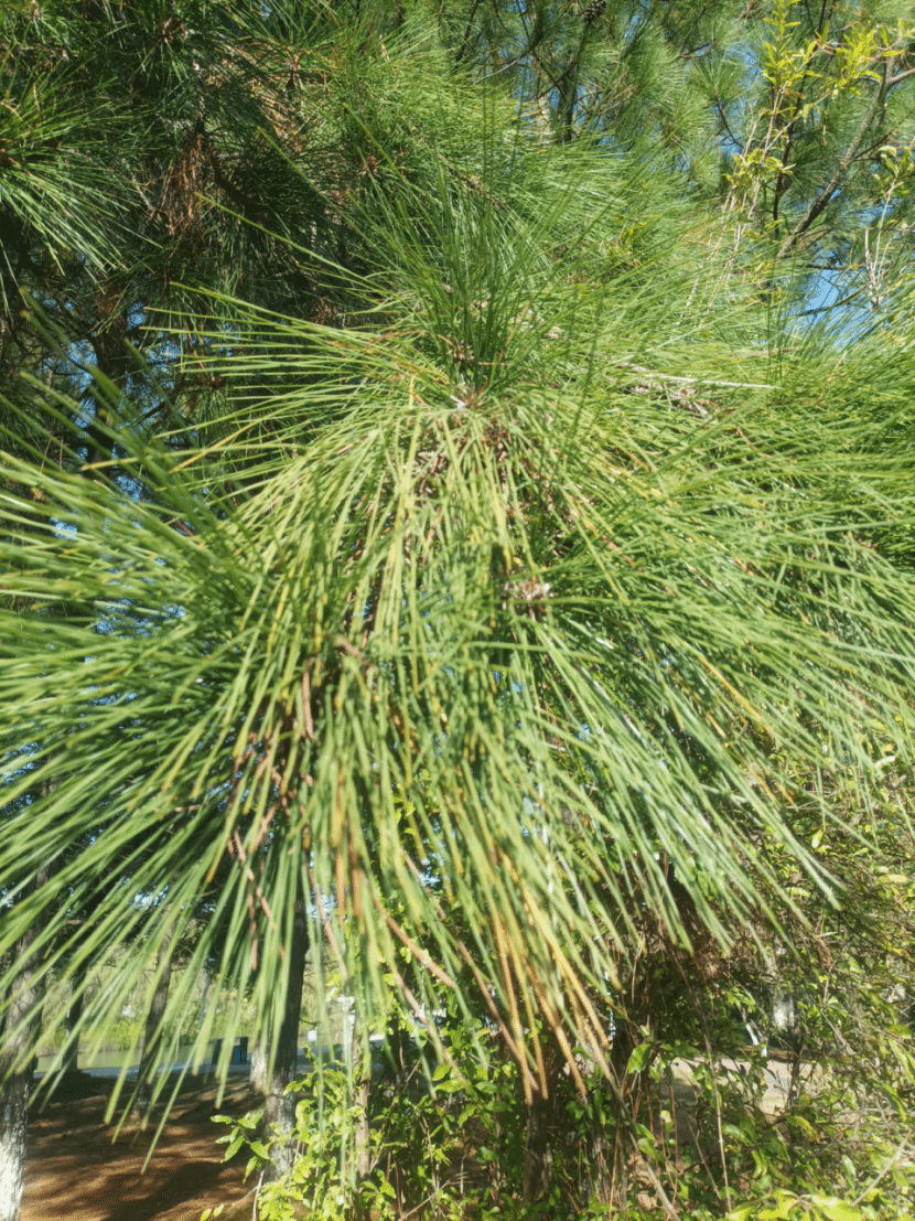 湿地松Pinus elliottii Engelm