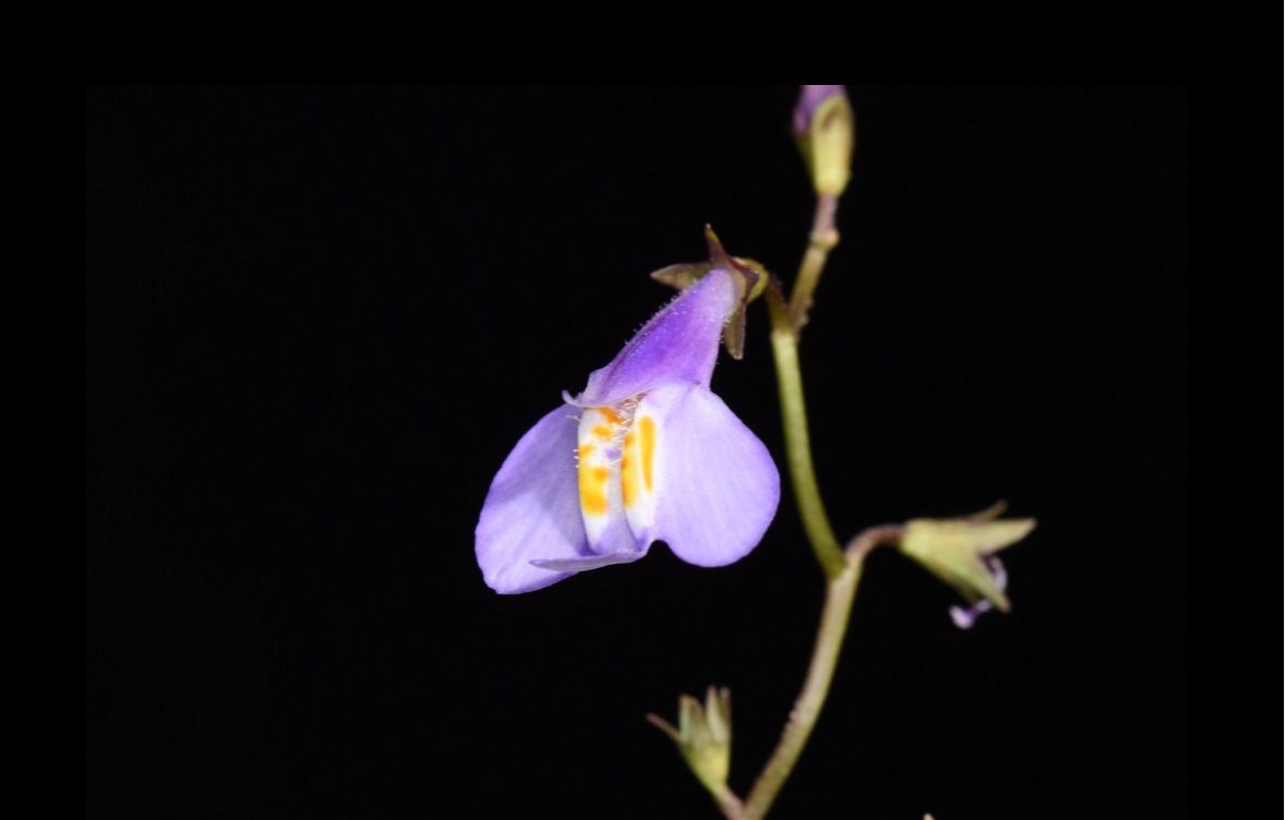 通泉草Mazus pumilus