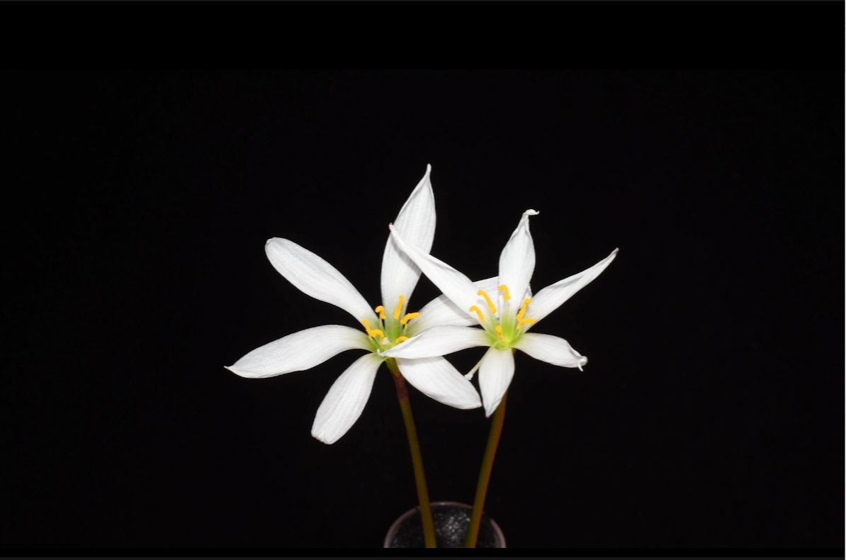 葱兰Zephyranthes candida