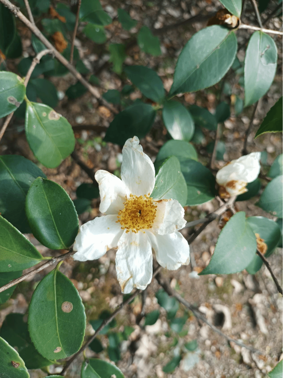 油茶Camellia oleifera Abel