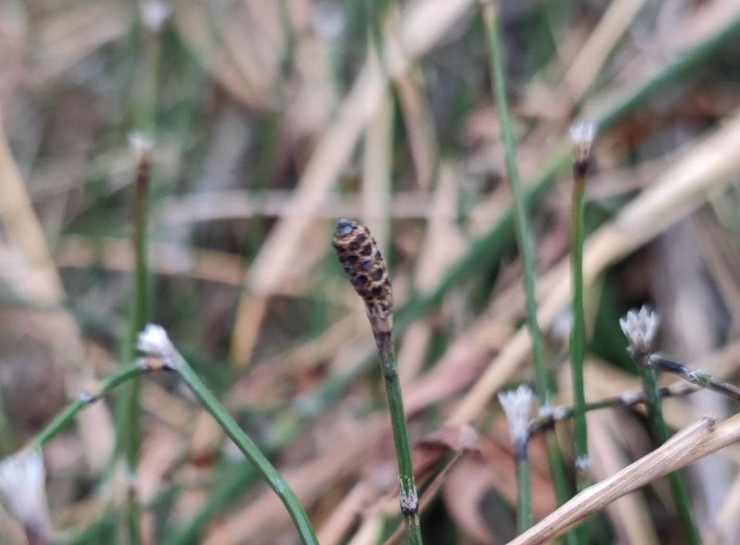 节节草Equisetum ramosissimum Desf.