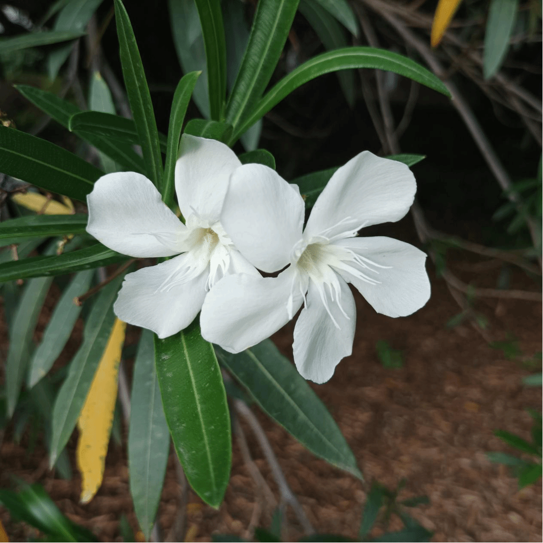 夹竹桃Nerium oleander L.