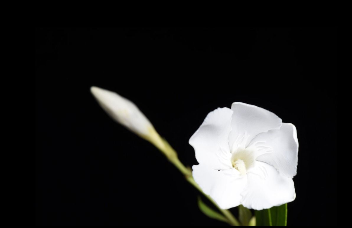 夹竹桃Nerium oleander L.